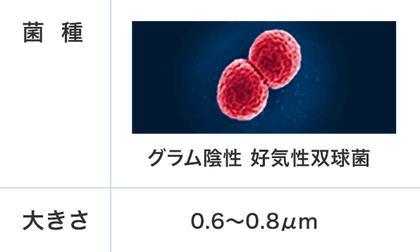 髄膜炎菌の特徴